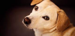 blepharitis eye inflammation in dogs