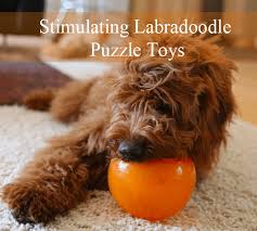 stimulating puzzle treat toys for