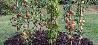 Dwarf pear trees (pyrus) come in columnar, small tree, and bush varieties. Cordon Fruit Trees How To Get The Best Harvest From A Small Garden