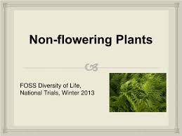 ppt non flowering plants powerpoint