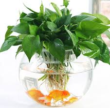 Check spelling or type a new query. How To Grow A Money Plant In Water Quora