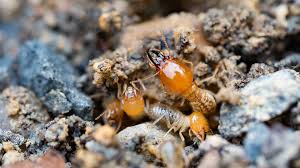 formosan termites how to handle this