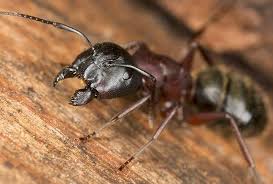 carpenter ants spencer pest services