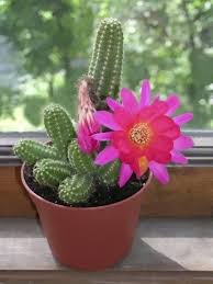 How And When To Feed Cactus Plants