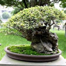 Bonsai tree (pty) ltd online store. How Bonsai Tree Seeds