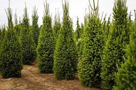 Tolerates heat and humidity better than others. Columnar Norway Spruce Trees For Sale The Tree Center