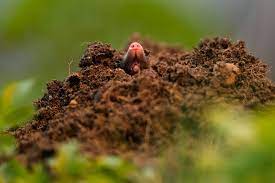 What Causes Moles In A House Ehow
