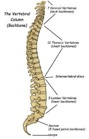 · composed neurons, glial cells and blood vessels. Vertebral Column Backbone Bony Features