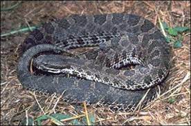 venomous snakes of missouri missouri