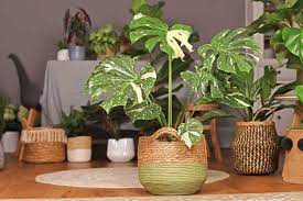 Do Indoor Plants Attract Bugs