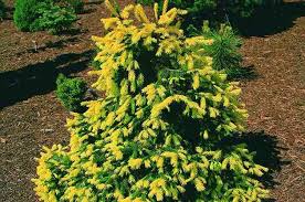 Top 10 Dwarf Conifers Small Space
