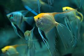 The Best Angelfish Tank Mates Aquarium Tidings