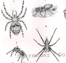 Spiders And Arachnids Identification Chart Victorian Era
