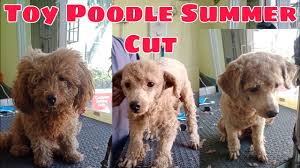 toy poodle summer cut groomer style