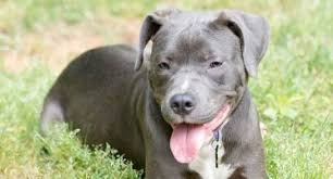 We will only have nice comments. Why Is The Pitbull Lab Mix Aka Labrabull Such A Great Dog Animalso