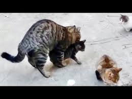 The female feline, male mutt trope as used in popular culture. Funny Cats Giant Male Cat And Female Kitten Amazing Cat Images Youtube