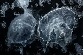 Jellyfish IQ: How a Brainless Wonder Stunned the Scientific World
