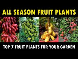 All Season Fruit Plants Best All