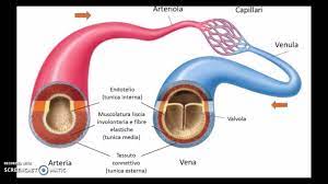 La funzione delle arterie è di trasportare sangue ossigenato dal cuore al resto del corpo, ad eccezione delle arterie polmonari e ombelicali che trasportano sangue deossigenato dal cuore ai polmoni. I Vasi Sanguigni E La Circolazione Youtube