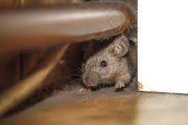how to get rid of mice with natural
