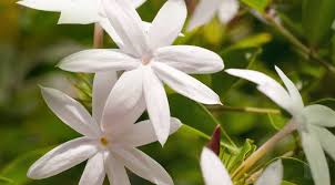 whole jasmine flowers jasmine