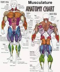 This routine also works some other muscles, but only because they're the best way to do this is to go in descending order of muscle strength. Pin By Gym Posters On Weightlifting Human Anatomy Chart Muscle Anatomy Anatomy