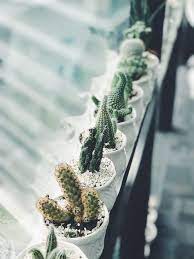 29 Cactus Garden Ideas
