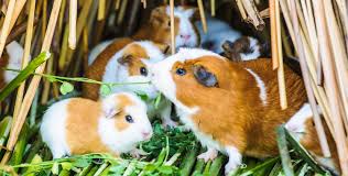 the ultimate guinea pig guide