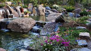 Best Plants For Water Features