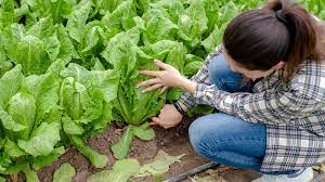 how to harvest romaine lettuce for more