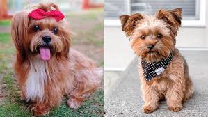 Once you take a first look at a shih tzu terrier mix, the first thing you will notice is how small it is. Shorkie Yorkie Shihtzu Mix What S Good And Bad About Em