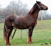 what-is-the-oldest-living-horse