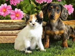 hd cat and dog together wallpapers peakpx