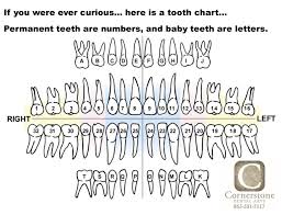 Anatomy Of Teeth Numbered Permanent Teeth Chart Numbers Chart Co