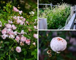 english roses you should grow in your