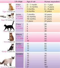 How Old Is Your Pet In Human Years New Info Podcast