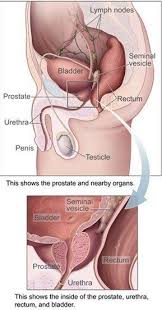prostate specific antigen levels and