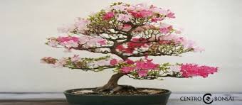 Cómo comenzar con un bonsai. Comprar Bonsai De Cerezo Japones Centro Bonsai Online
