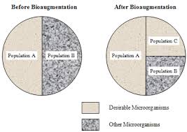 Wastewater System Feasibility Study And Bioaugmentation