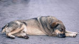 Ist der kot infolge einer verstopfung sehr hart und trocken, werden after und enddarm bei der ausscheidung gereizt. Hundekrankheiten Von A Z Symptome Ursachen Planet Hund