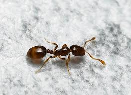 pharaoh s ants how to identify and