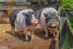 Image result for How Much Does Pig Cost In South Africa