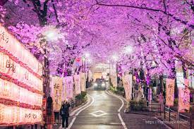 渋谷桜丘のさくら坂の夜景情報（開催期間・開催場所・行き方など）