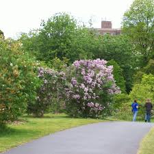 rochester lilac festival rochester