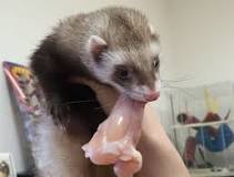 Image result for can ferrets eat tuna