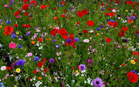 Sowing Perennial Wildflower Seeds For