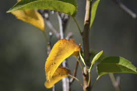 pear tree leaves turning yellow