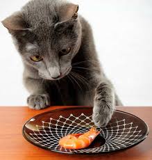 And, too much tuna can cause mercury poisoning. Can Cats Eat Shrimp Petshotspot Com