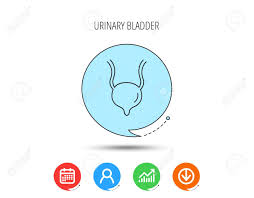 Urinary Bladder Icon Human Body Organ Sign Urology Health Symbol