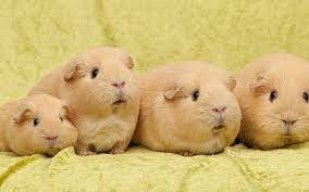 hd wallpaper guinea pig wallpaper flare